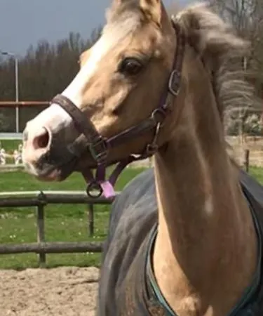 Bij Parels Landelijk Overnachten In Het