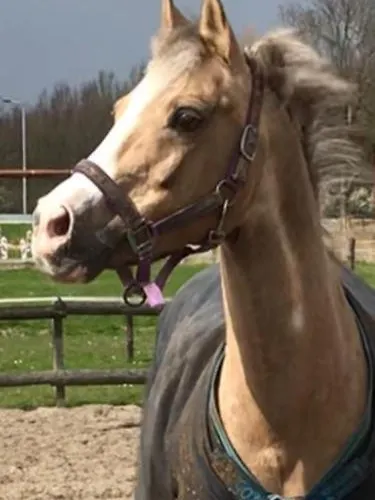 Bij Parels Landelijk Overnachten In Het